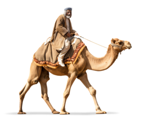 A cameleer traveler riding a camel, isolated background