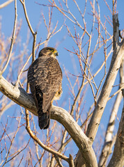A New Zealand falcon, karearea, sits on a leafless branch. The blue sky is clear behind it.