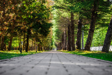 View of walking path in park among green trees. Empty deserted natural park on summer day. Photo from lower angle. Passing prospect. Background.
