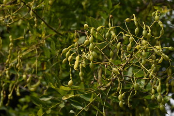 Japanese pagoda tree ( Styphnolobium japonicum ) fruits ( Legume ). Fabaceae deciduous tree. The fruit is characterized by an extremely constricted space between the seeds.