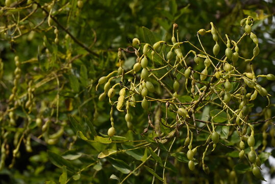 Japanese pagoda tree ( Styphnolobium japonicum ) fruits ( Legume ). Fabaceae deciduous tree. The fruit is characterized by an extremely constricted space between the seeds.