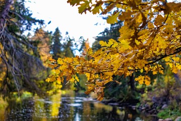 Autumn oak branch with yellow leaves