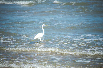 Eegret - South Padre Island