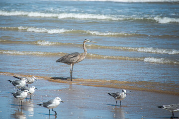 Heron - Padre Island