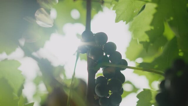 Extreme close-up view of a farmer picking up a bunch of black grapes from the Wineyard against the sun
