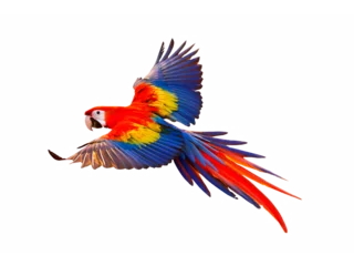 Foto auf Acrylglas The flight of the macaw - El vuelo de la guacamaya © Andres
