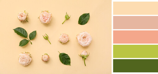 Many beautiful roses on beige background. Different color patterns