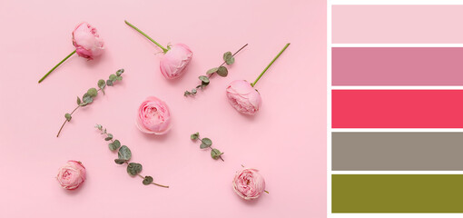 Many beautiful roses on pink background. Different color patterns