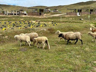 Obraz premium ovejas en los prados 