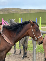 Obraz premium portrait of a horse