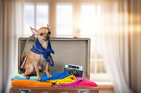 A cute domestic dog sits in suitcase with leisure items, AI generated image