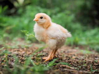 A chicken baby in the garden