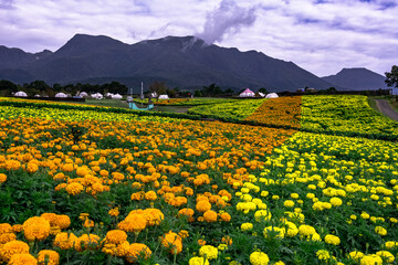 久住のマリーゴルド