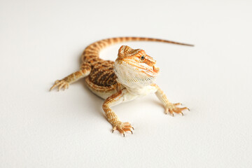 Bearded dragon, pogona vitticeps, isolated on white background, Tiger Pattern Morphs. Professional studio macro photography on isolated white background