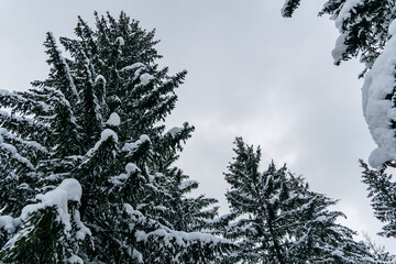 Pine trees covered in snow