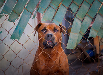 Junk yard security dog looking through a chain link fence. The breed is a rottweiler