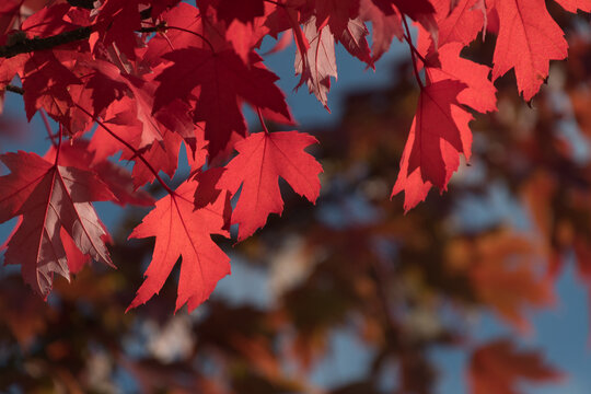 Red  and orange tones on maple foliage - 12