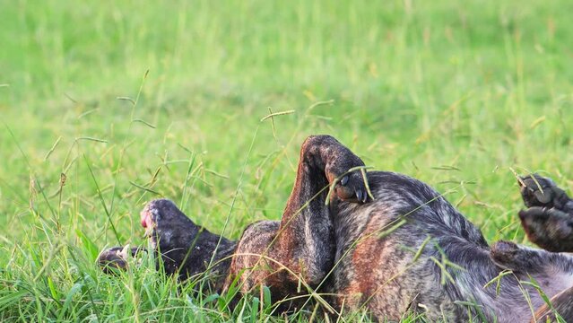 the dog is lying on the grass and playing. Funny Italian Cane Corso in nature