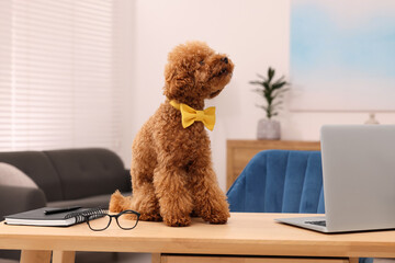 Cute Maltipoo dog wearing yellow bow tie on desk near laptop in room. Lovely pet