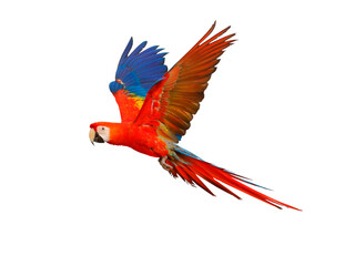red and yellow macaw - obrazy, fototapety, plakaty