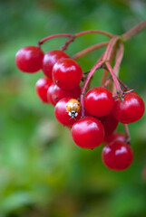 yellow ladybug sits on red viburnum berries