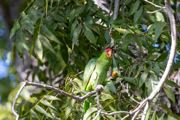 Red-crowned parrots in Los Angeles feeding on pecans