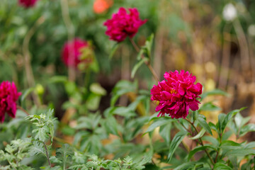 Fototapeta premium A flower in a flowerbed. Background with selective focus and copy space