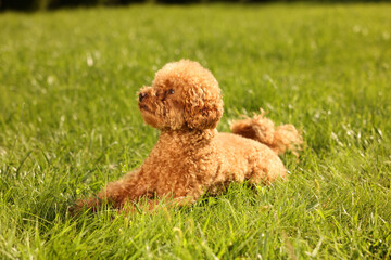 Cute Maltipoo dog on green lawn outdoors