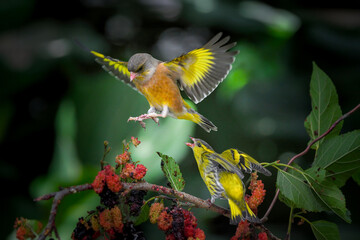 bird on flower