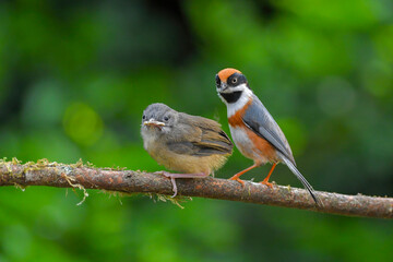 birds on branch