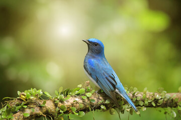 blue bird on the branch