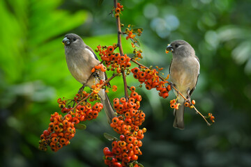 bird on a branch