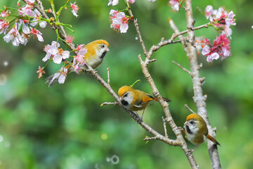 birds on flower