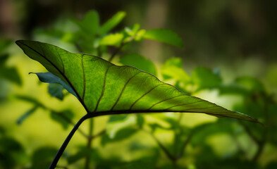 Backlighting photography. Close up of a large green leaf with veins and texture seen in profile on a blurred background.