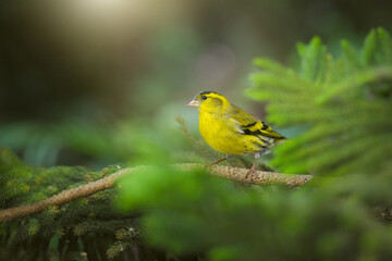 yellow bird on a branch