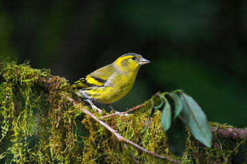 yellow bird on a branch