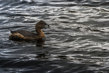 2020-03-03 A PIED BILLED GREBE WITH WATER DROPLETS BY IT'S BEAK AFTER EATING ON PHANTON LAKE IN BELLEVUE WASHINGTON