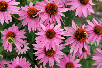 Purple coneflowers and bee in the garden - top view - obrazy, fototapety, plakaty