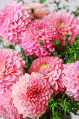 Texture of beautiful pink dahlias, closeup