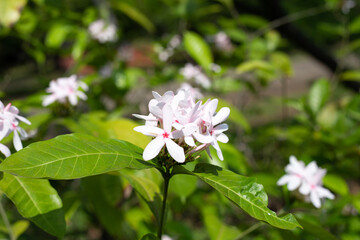 Kopsia fruticosa pink flower in the garden