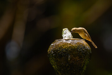 Refreshing moment on a hot day. Bird bath in a water fountain. 