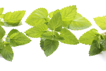 Fresh lemon balm on white background.