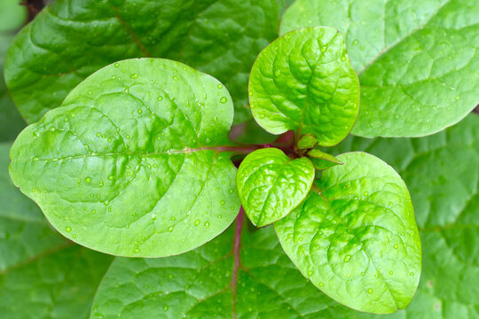 Ceylon spinach or basella rubra linn