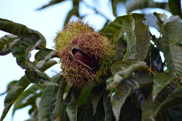 和栗　Chestnut