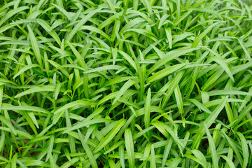 Fototapeta na wymiar Water spinach or water convolvulus in vegetable patch
