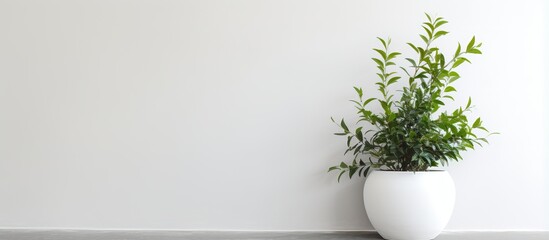 White and black wall with indoor plant