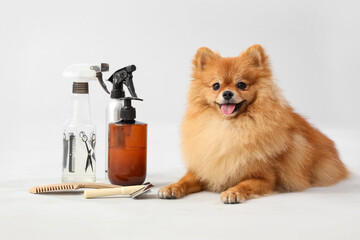 Cute Pomeranian spitz with set for grooming on grey background