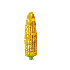 corn isolated on white