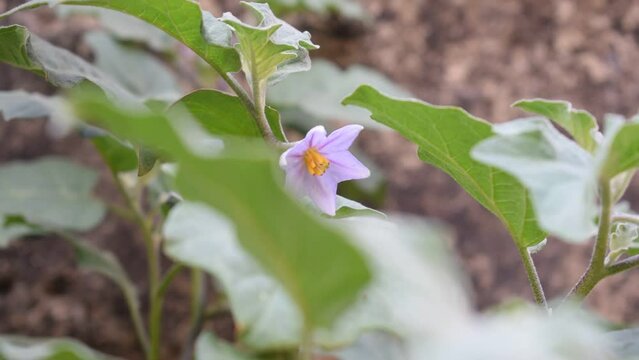 Plant of Eggplant or Solanum melongena also called eggplant, terung, terong, brinjal, aubergine, Shaking leaves by air. purple flower on the tree in the community garden.