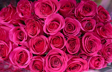 Flower background of red rose 